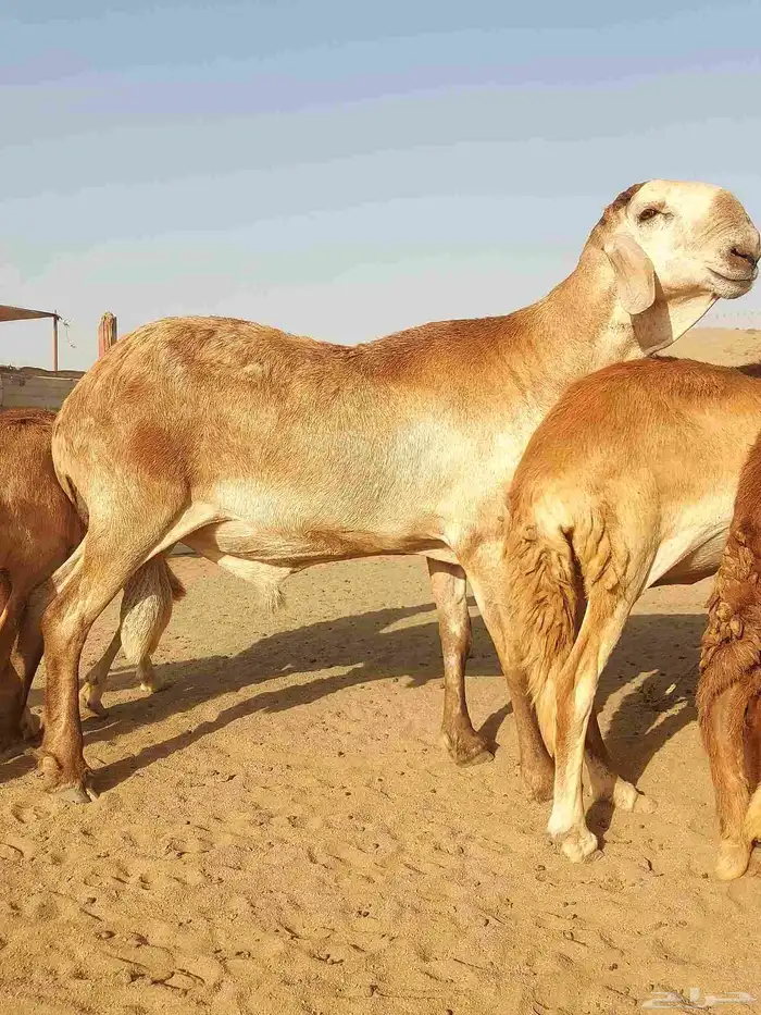غنم سواكنيه حمرية خلفات 5