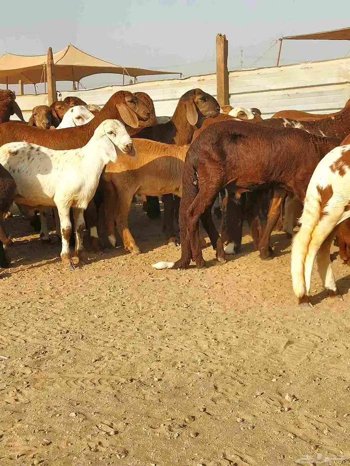 غنم سواكنيه حمرية خلفات 3