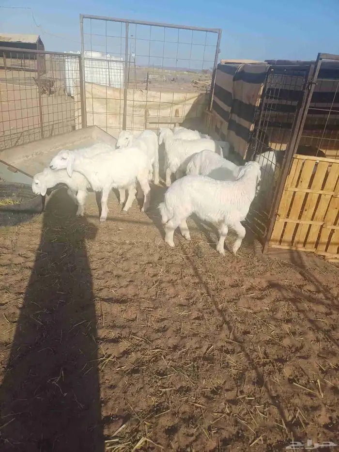 طليان للبيع 0