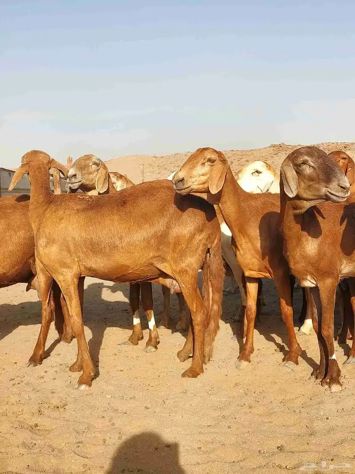 غنم سواكنيه حمرية خلفات 0