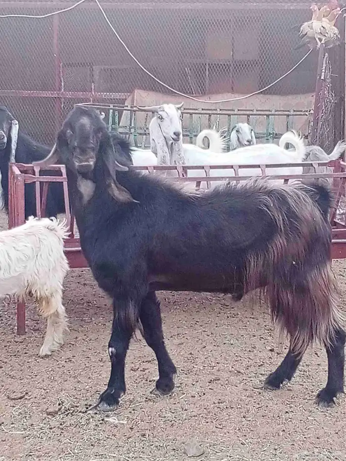 تيس شامي صنف فاخر 0