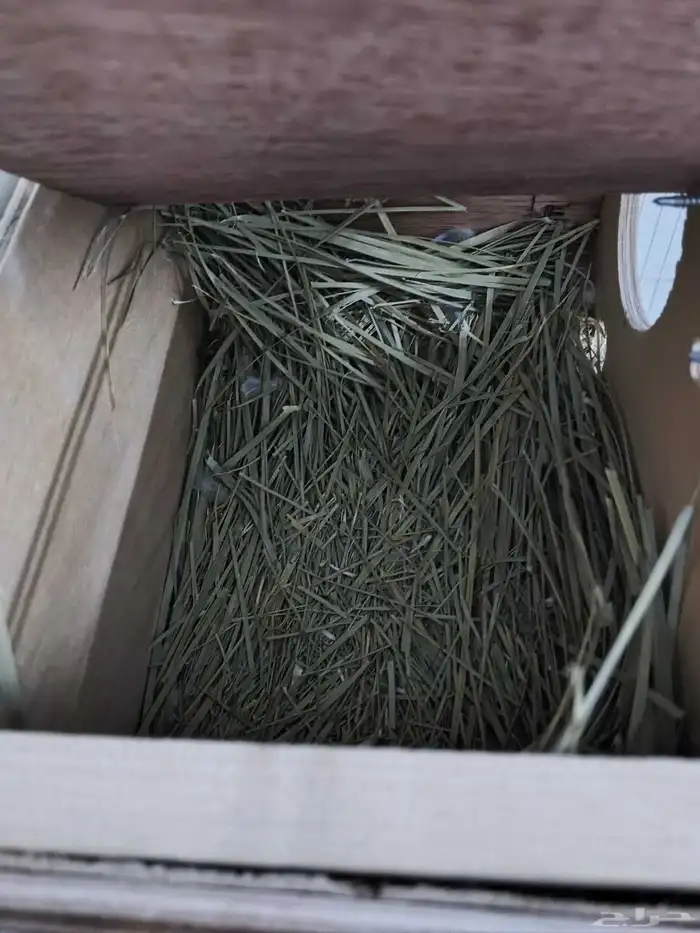 زوجين روز انتاج شرط 0