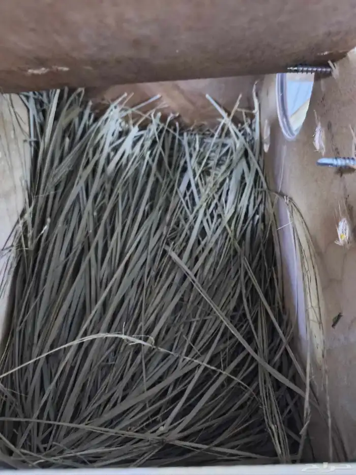 زوجين روز انتاج شرط 4