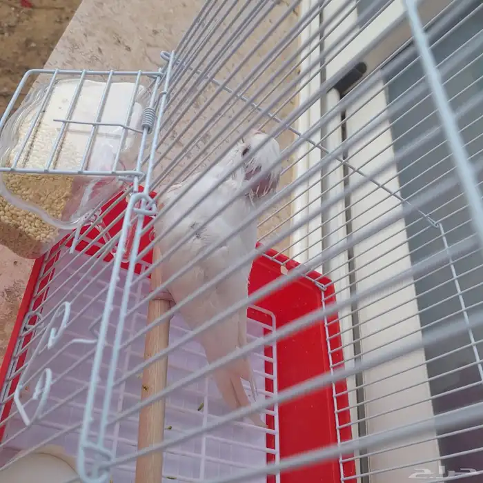 فرخ كروان تم البيع 1