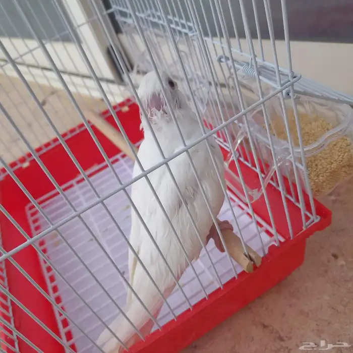 فرخ كروان تم البيع 2