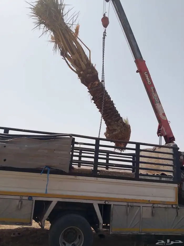 نخل مثمر شغل الترات حجر مباني شبوك 5