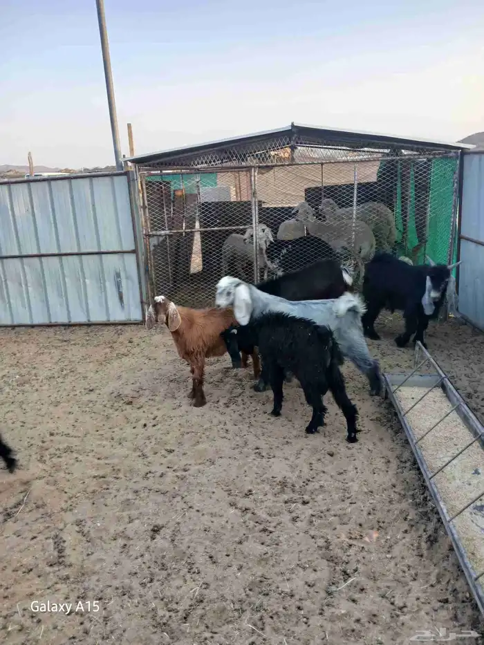 تيوس عوارض 1
