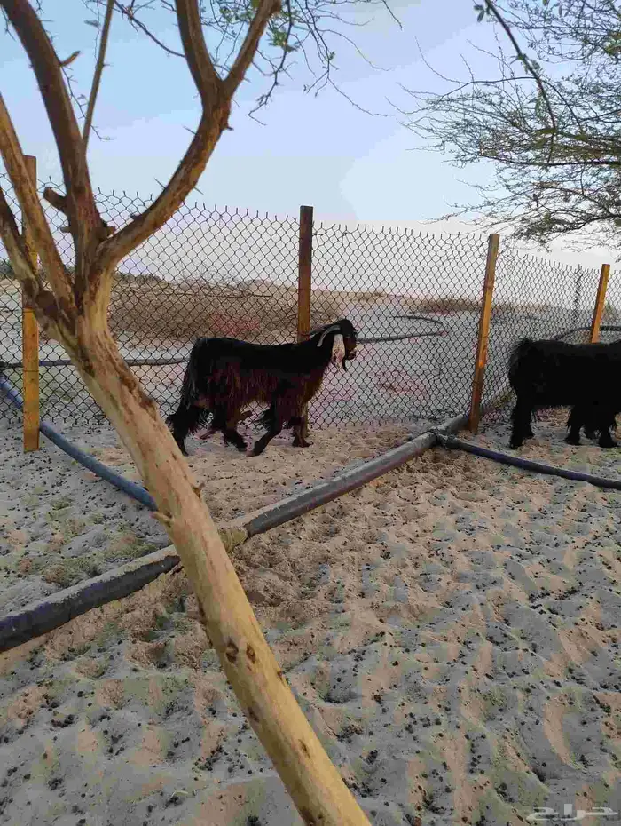 فحل عارضي (تم البيع) 1