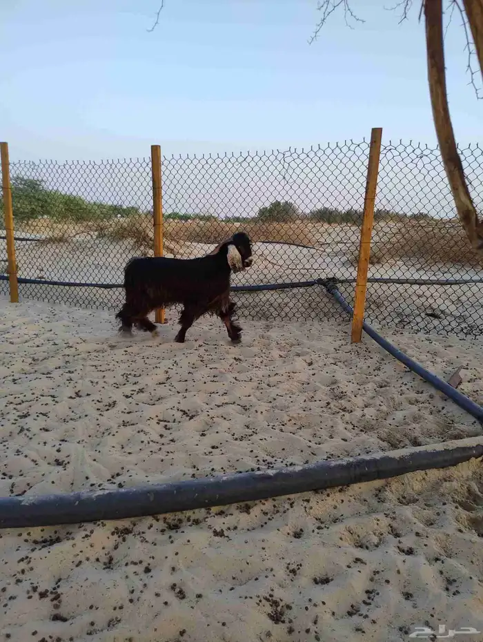 فحل عارضي (تم البيع) 0