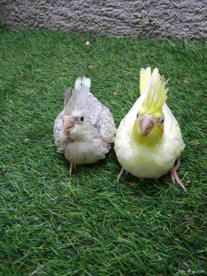 بغبغاء كروان منتج 10