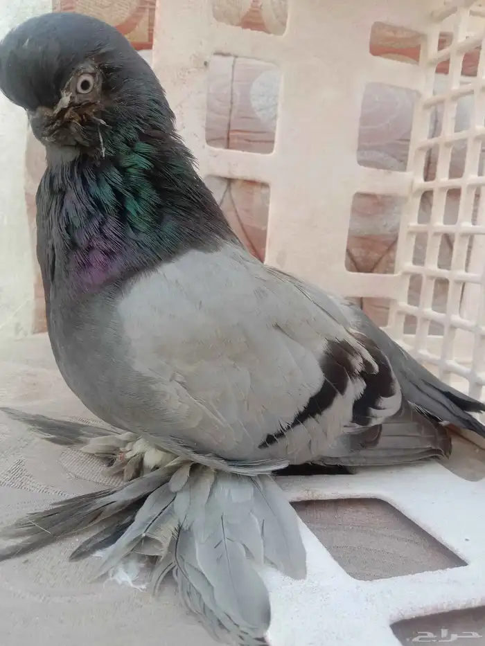 انثى لونق فيس 0