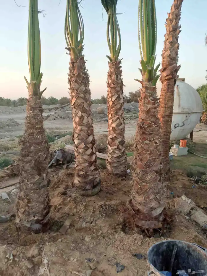 نخل واشنطن زينه 6