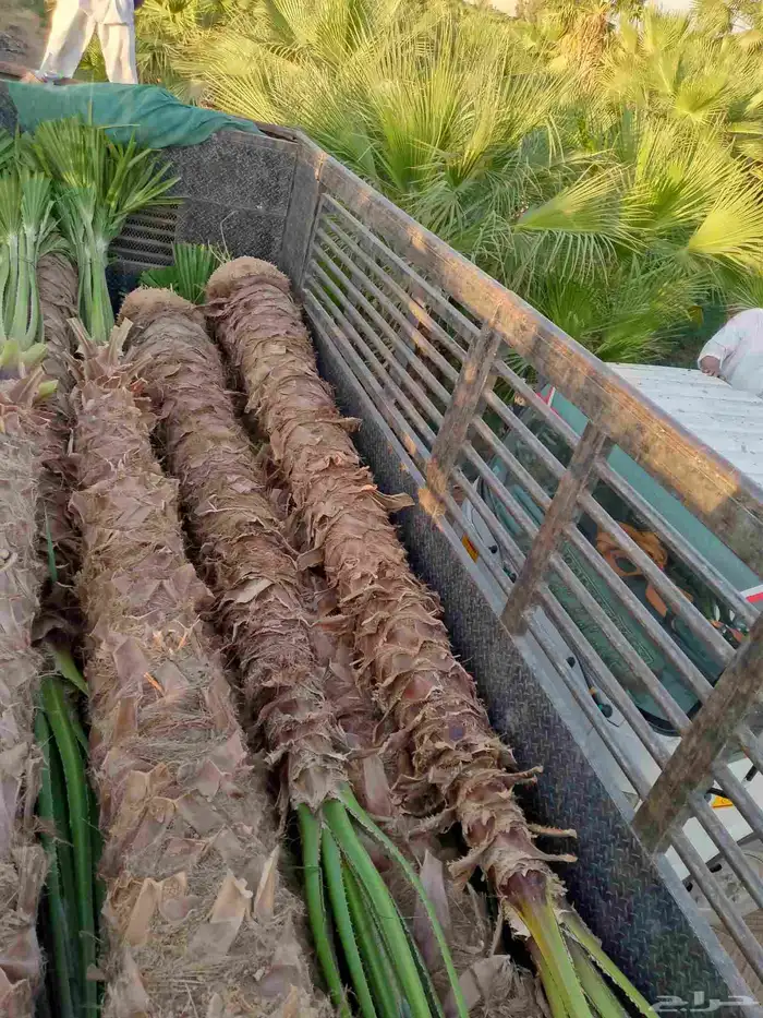 نخل واشنطن زينه 7