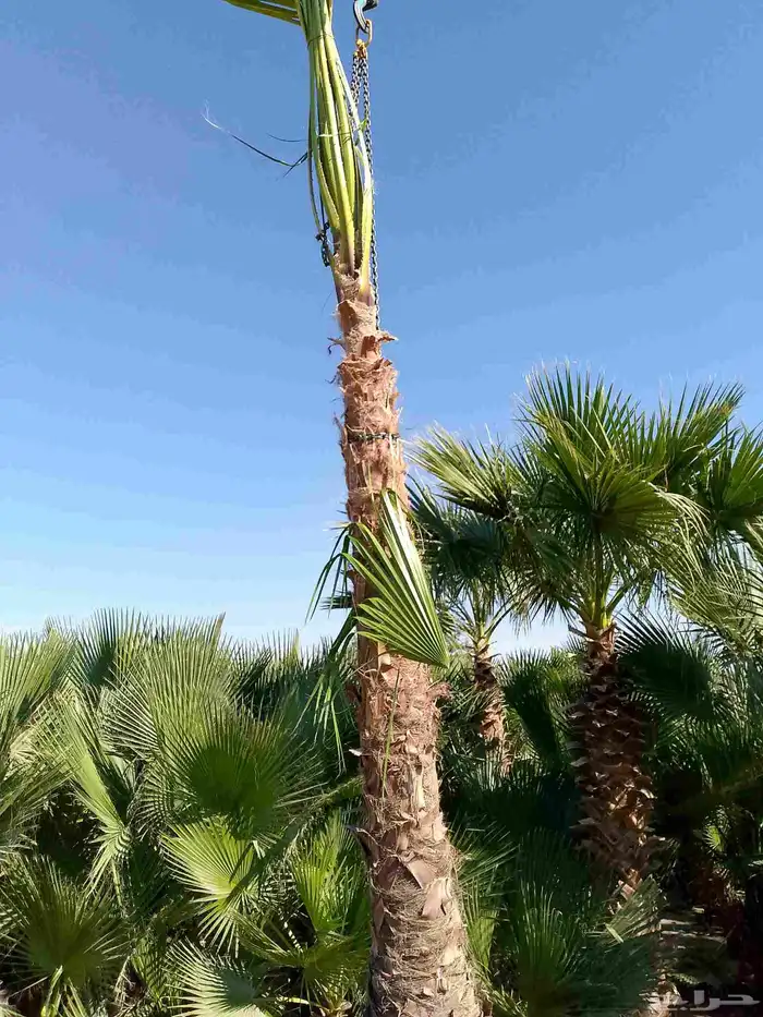 نخل واشنطن زينه 4