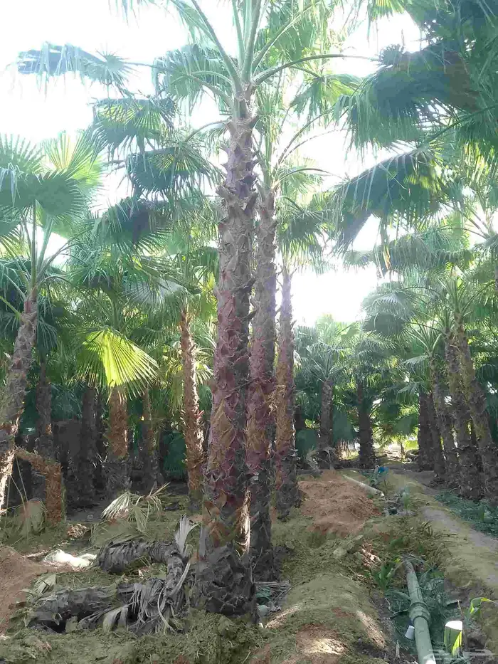 نخل واشنطن زينه 0