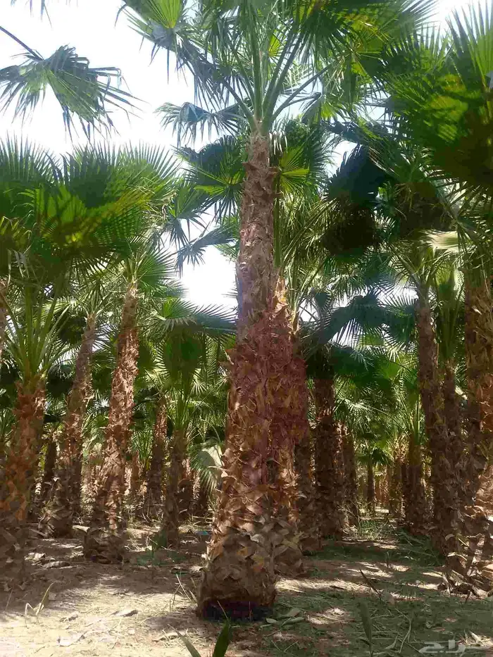 نخل واشنطن زينه 1