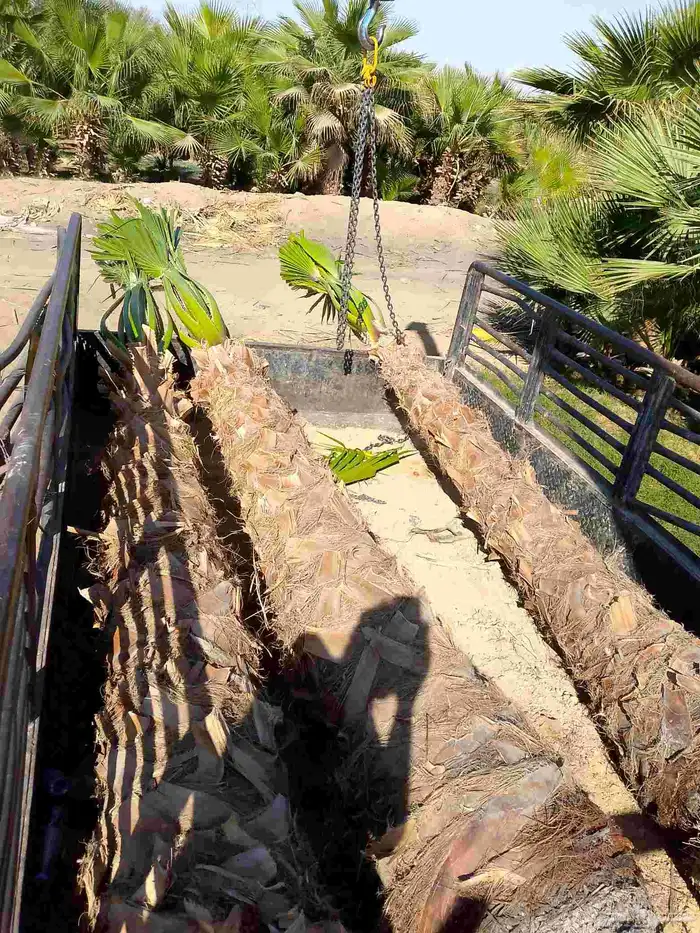 نخل واشنطن زينه 8