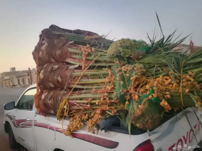 مشالله تبارك الرحمن يوجد فسائل نخيل طيبه مثمر_بجميع_انواعه_و 7