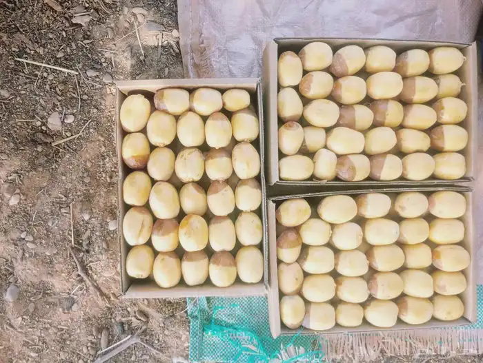 رطب هلالي للبيع 8