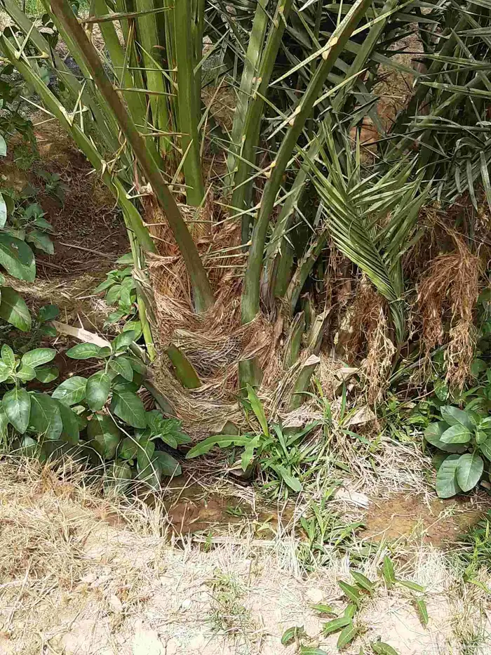 نخل جثايث وفسايل ونقايل اخلاص صقعي منيفي وانواع اخرى 4