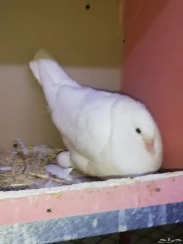 حمام طيور 0