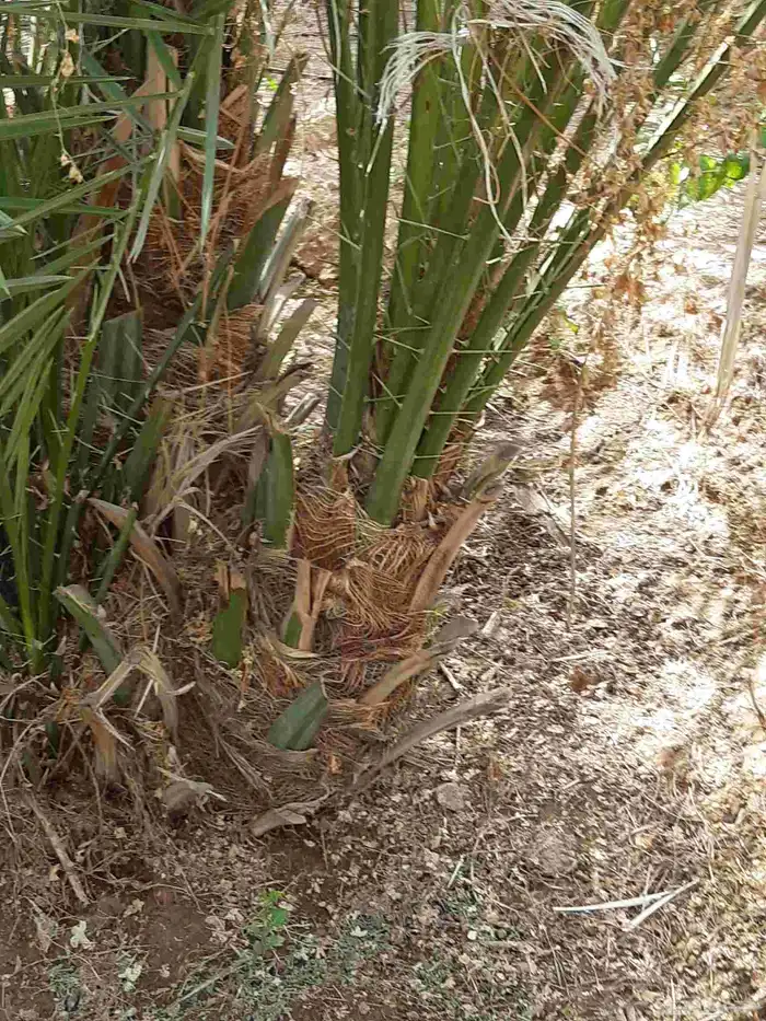 نخل جثايث وفسايل ونقايل اخلاص صقعي منيفي وانواع اخرى 6