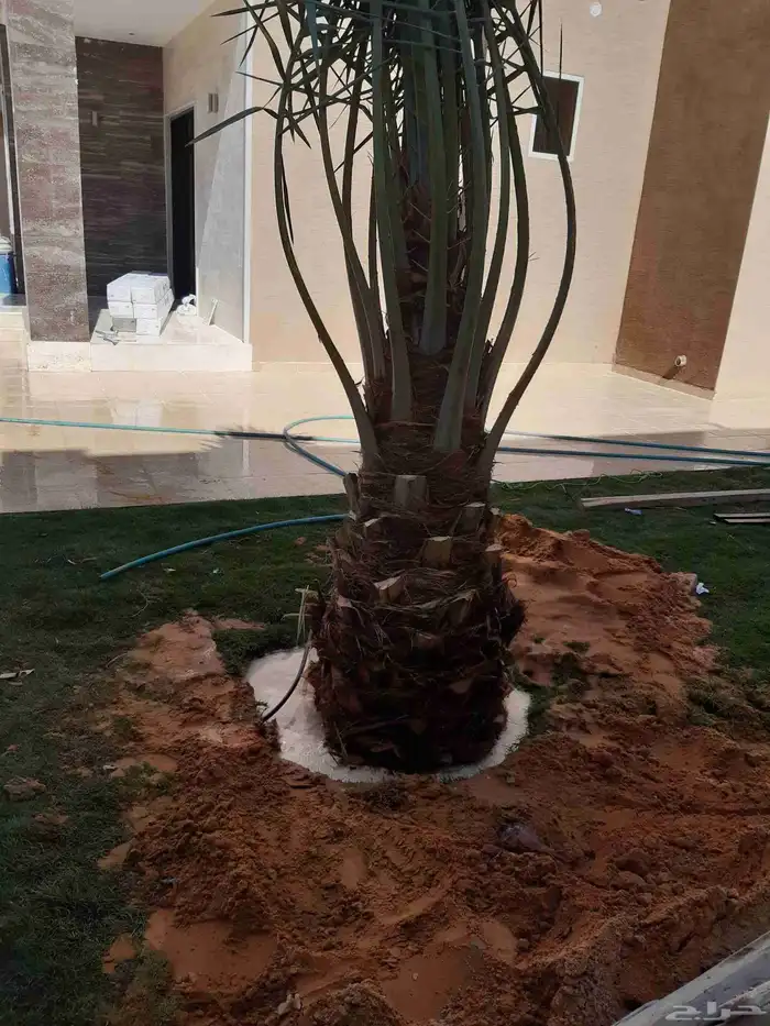 نخل جثايث وفسايل ونقايل اخلاص صقعي منيفي وانواع اخرى 1