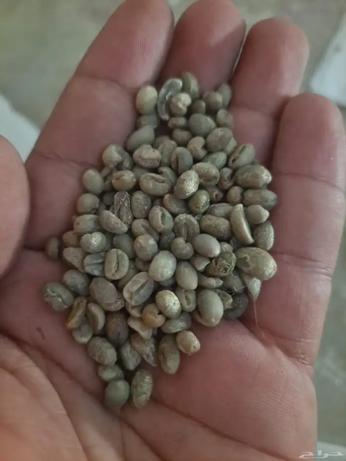 قهوه صيني رقم 1 1