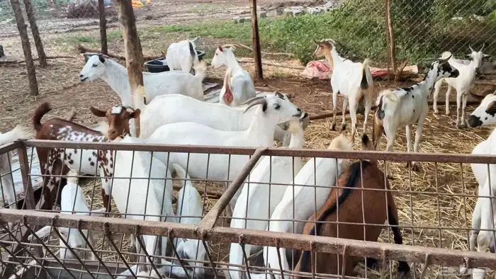 معنا غنم مناتيج وقرايب 9