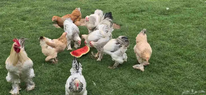 دجاج أمريكي بيض وصح ممتاز جدا 0