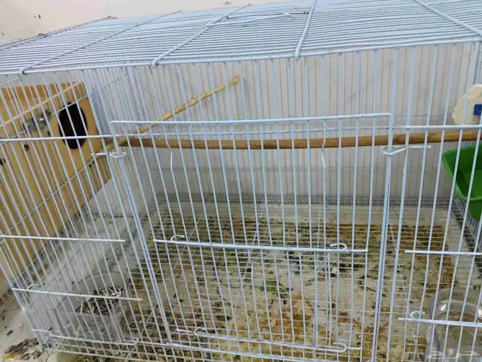 زوجين روز انتاج شرط 3