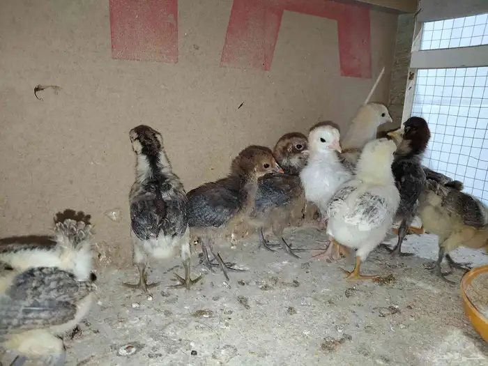 صيصان دجاج بلدي صيصان سمان بلدي 9