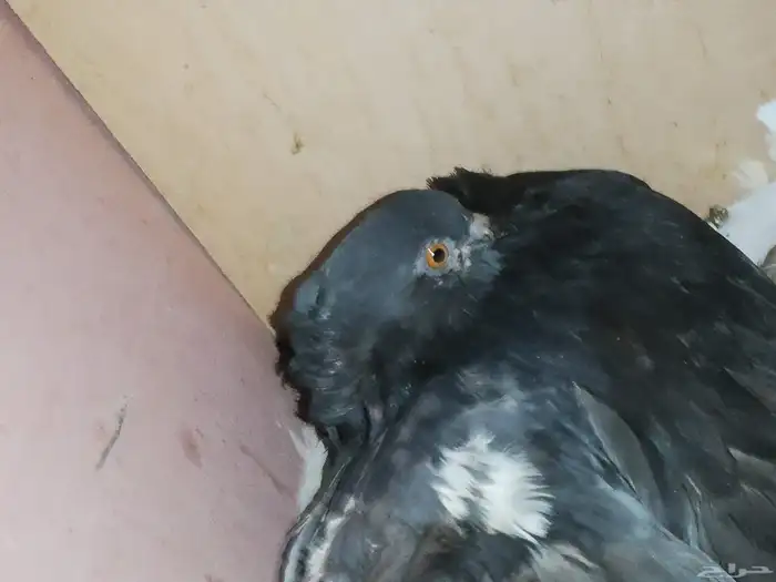 حمام طيور 2