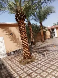 زراعة النخيل الواشنطن والبلدي والأشجار الطبيعيه والعشب 0