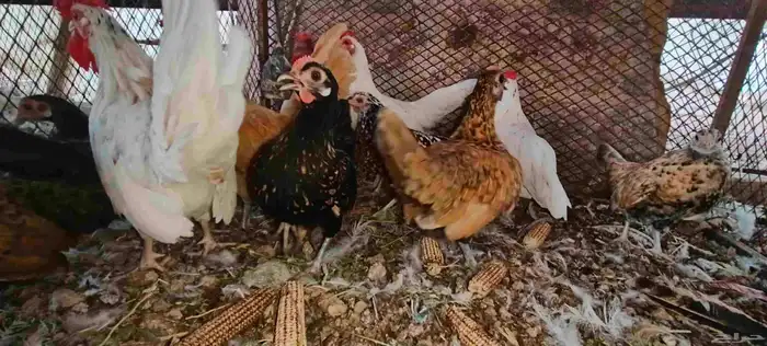 سبرايت 3