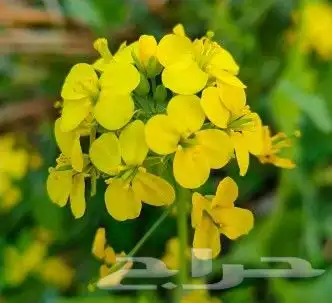 بذور اليهق الأصفر 1