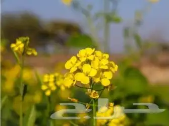 بذور اليهق الأصفر 0