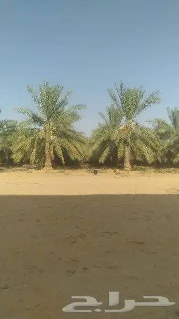 يوجد لدينا عمال صرام ومنقي تمر 2