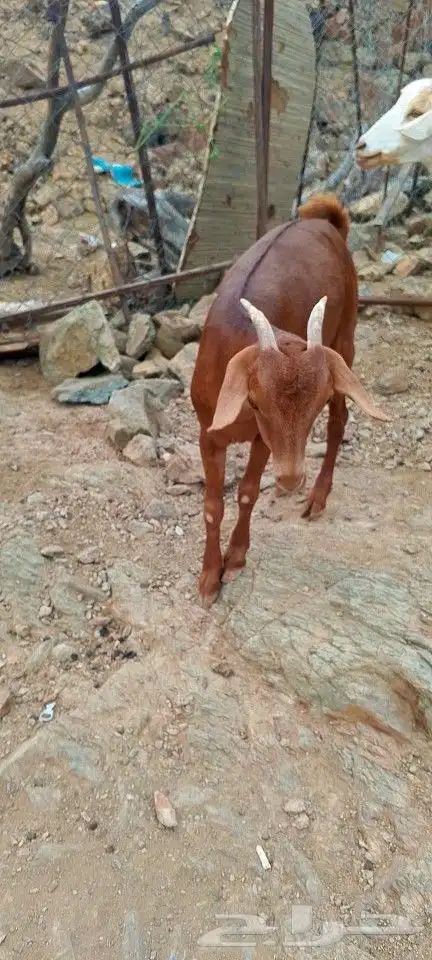 خبشه للبيع 2