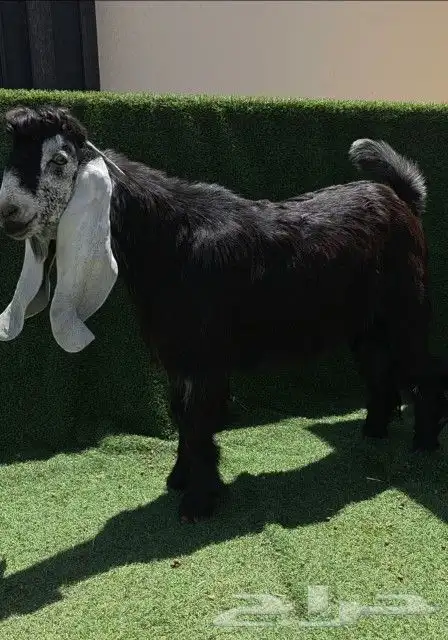 جذع عارضي خصم 0