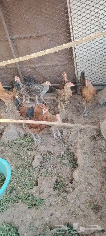 دجاج بلدي للبيع 1