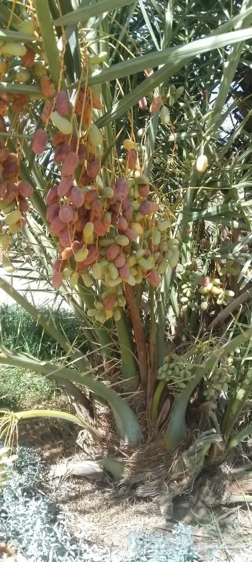 مشالله تبارك الرحمن يوجد فسائل نخيل طيبه مثمر_بجميع_انواعه_و 3