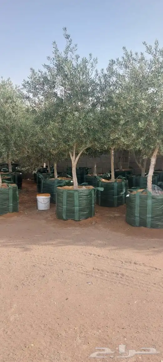 فروخ جثايث نقايل عربي واشجارواشنطني شبوك ومضلات وسواتروهناجر 2
