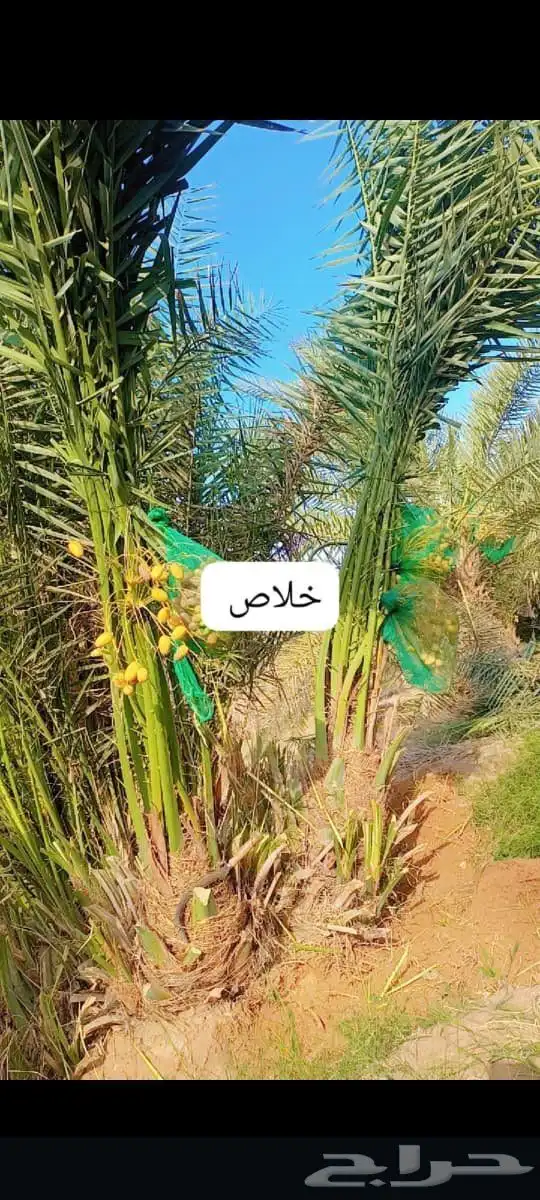 مشالله تبارك الرحمن يوجد فسائل نخيل طيبه مثمر_بجميع_انواعه_و 0