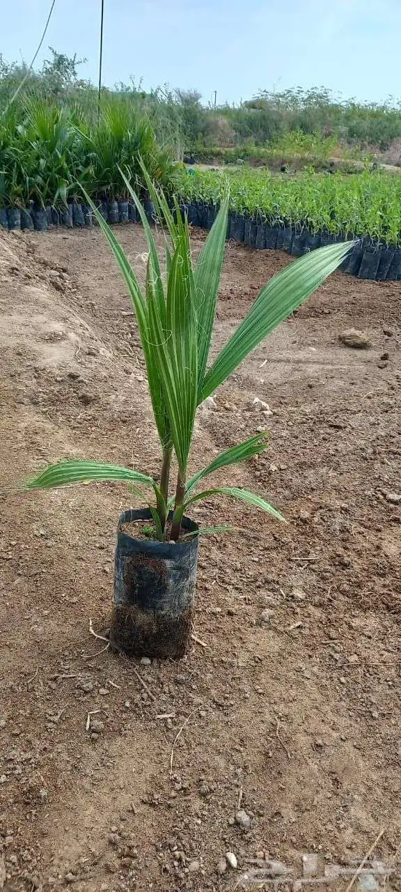 نخل واشنطن للبيع 4