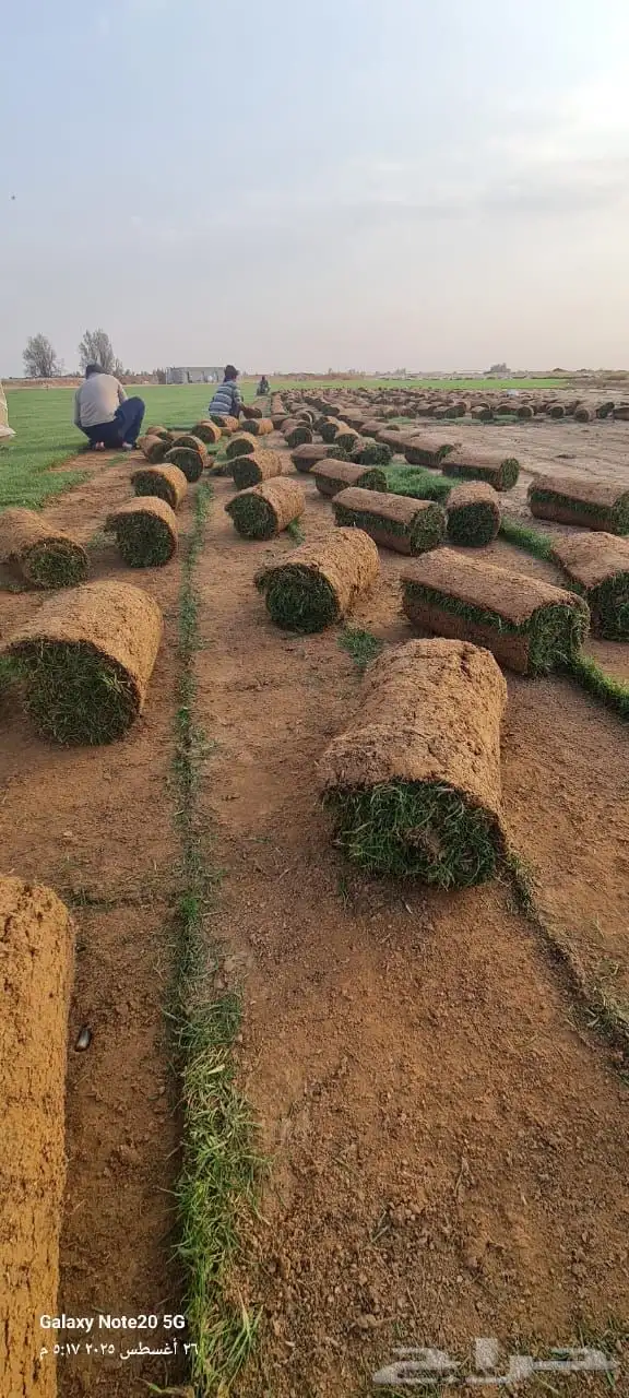ثيل طبيعي 1