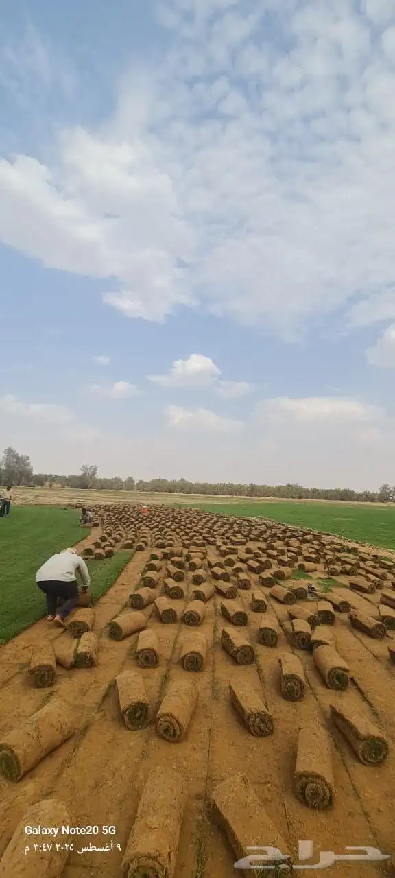 ثيل طبيعي 2