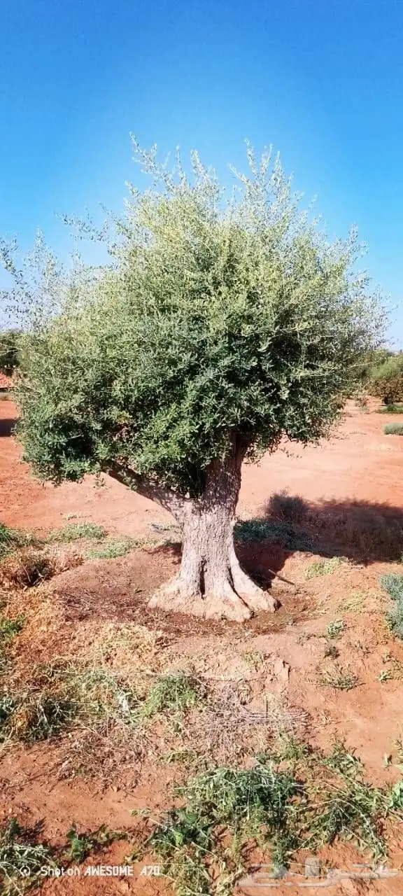 انخيل وزيتون 8