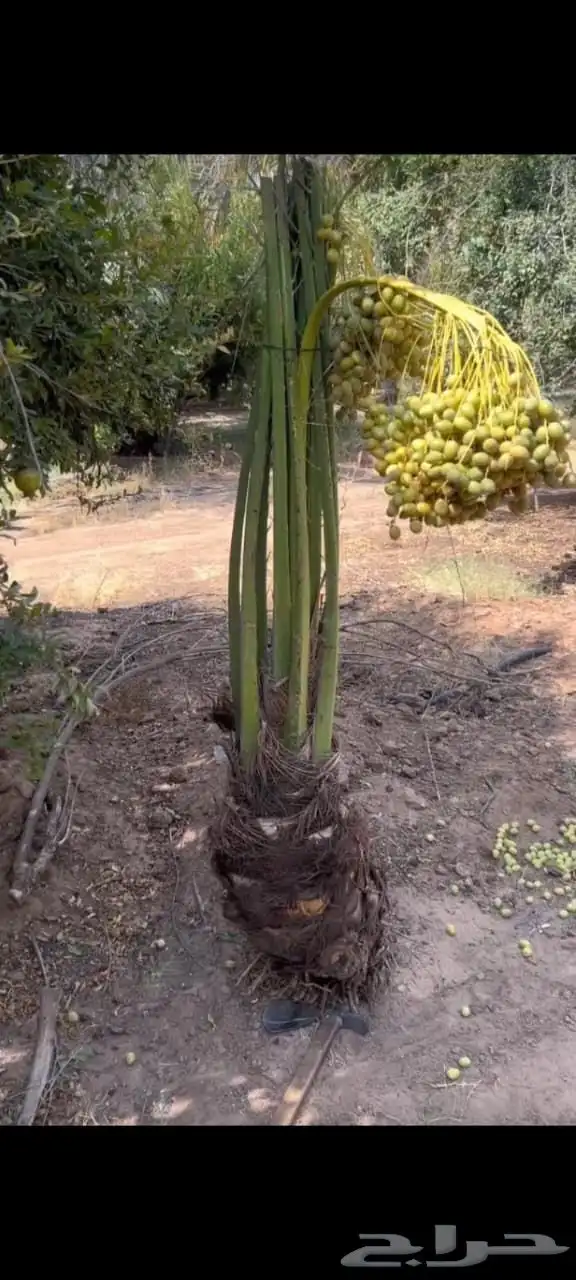 توريد نخل الطايف مكه والمدينه 1