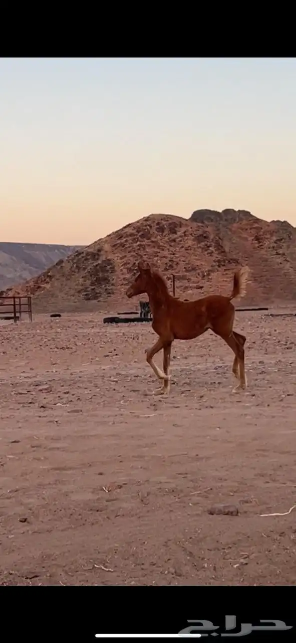 مهره جزيري شعبي 1